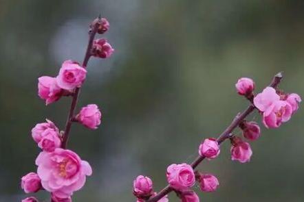 梦见梅花盛开是什么意思