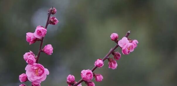 红艳桃花是好的桃花吗