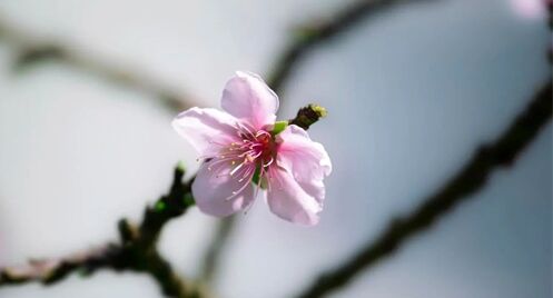 红艳桃花的查法 10种桃花是好还是坏?