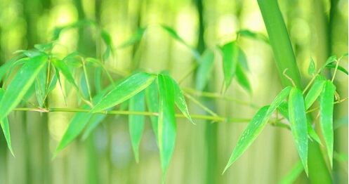 院子里种竹子好吗?风水怎样? 院子里种竹子对房子影响