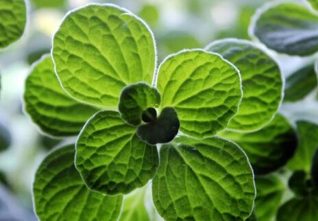 属猪养什么花旺财 属猪适合养的植物